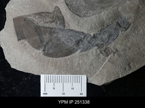 undet. Eurypterida