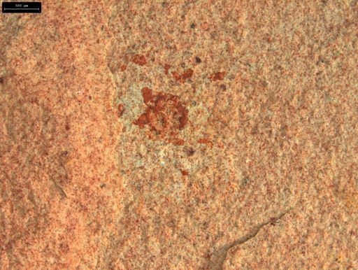 undet. Coleoptera