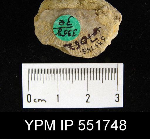 Stropheodonta canace