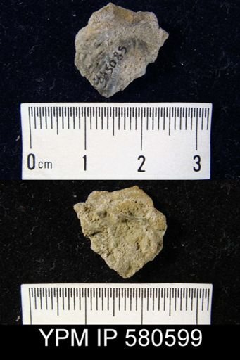 undet. Orthida