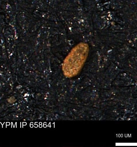 Spirolocammina planula