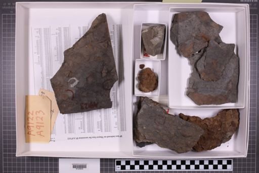 mixed taxa, stratigraphic collection