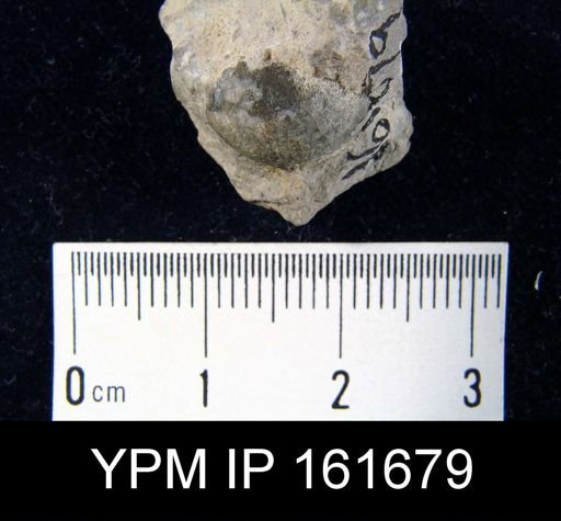 Plectambonites transversalis