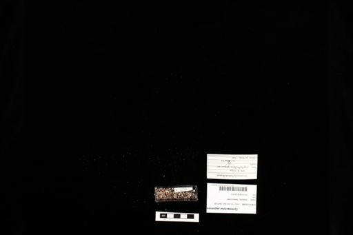 Cyrtodactylus peguensis