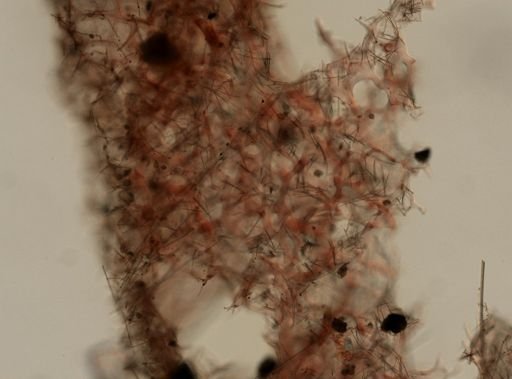 Gelliodes