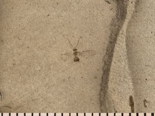 undet. Hymenoptera