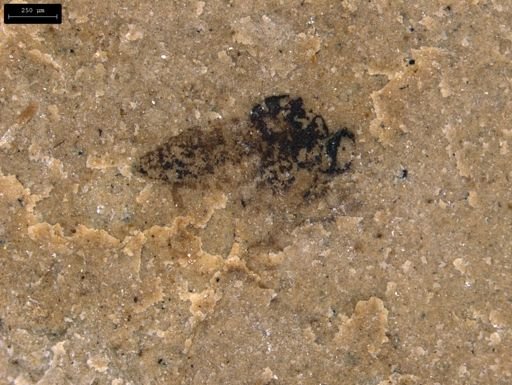 undet. Diptera