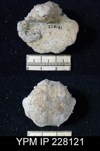 Dictyoclostus portlockianus