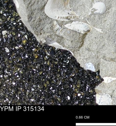 undet. Scaphitidae