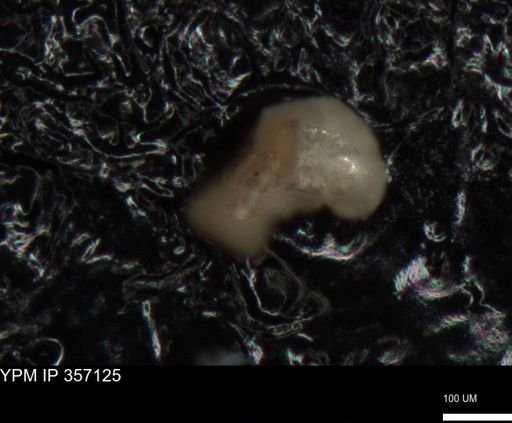 undet. Foraminiferida