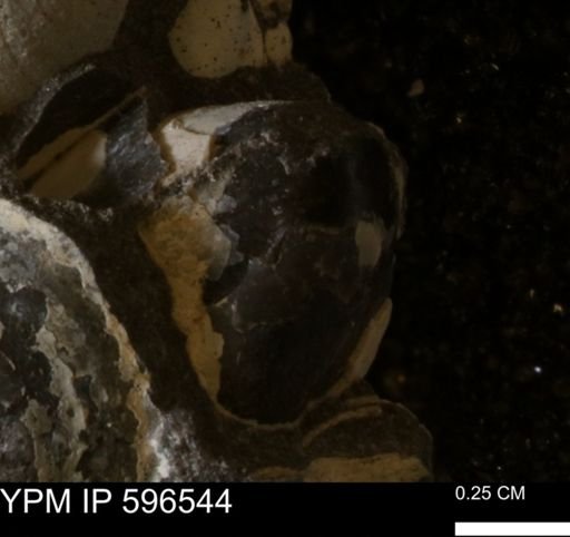 Protocardia?