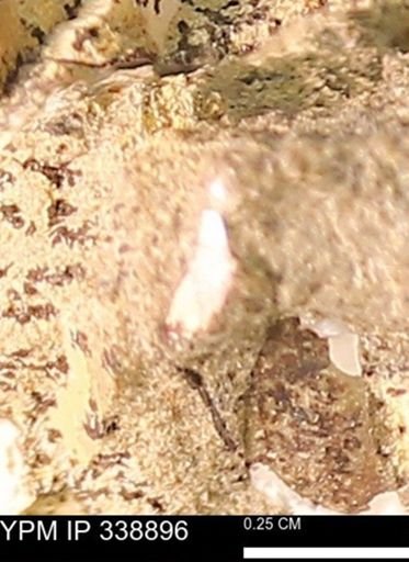 undet. Mollusca