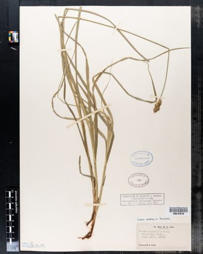 Carex mirabilis