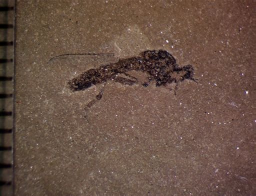 Asilidae?