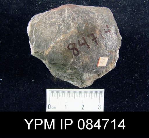 Brachyprion profundum