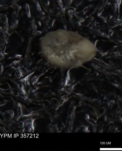 undet. Foraminiferida