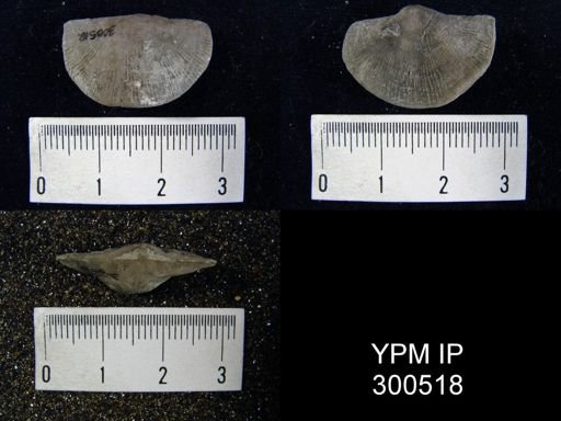 Strophomena sulcata