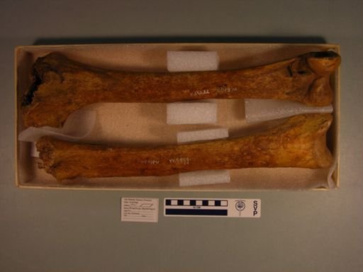 Palapteryx elephantopus