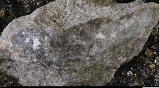 undet. Bivalvia