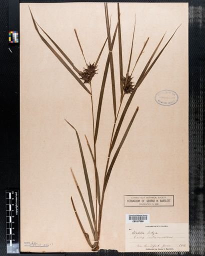Carex intumescens