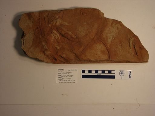 Atreipus acadianus