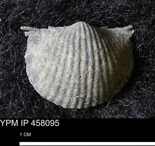 Chonetes mucronatus