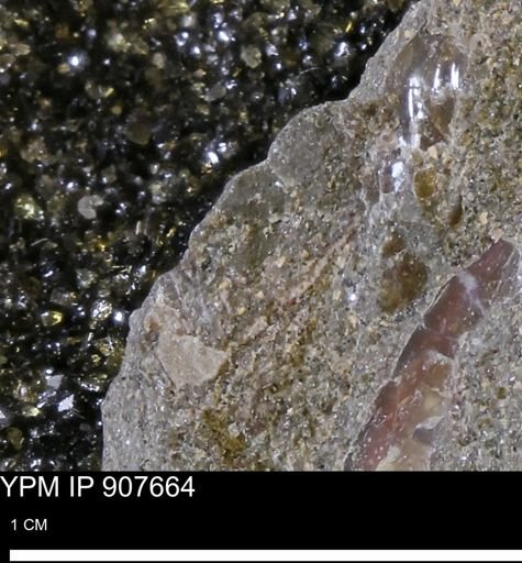 undet. Mollusca