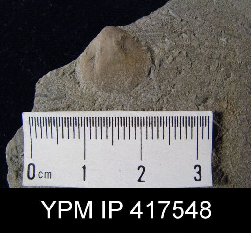 undet. Orthida