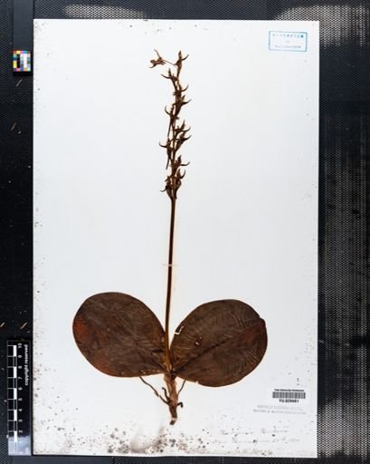 Habenaria hookeri