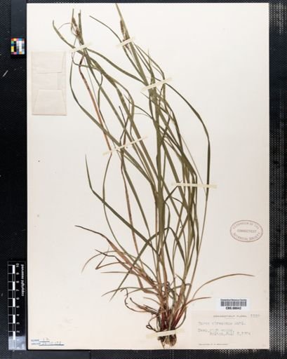 Carex virescens