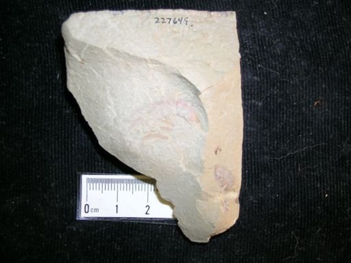 Anomalocarididae