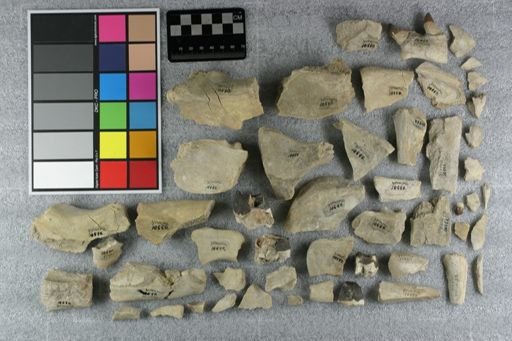 Subhyracodon sp.