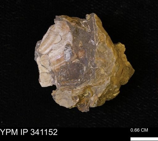 Inoceramus sp.