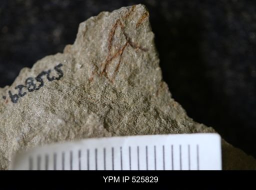 undet. Graptolithina