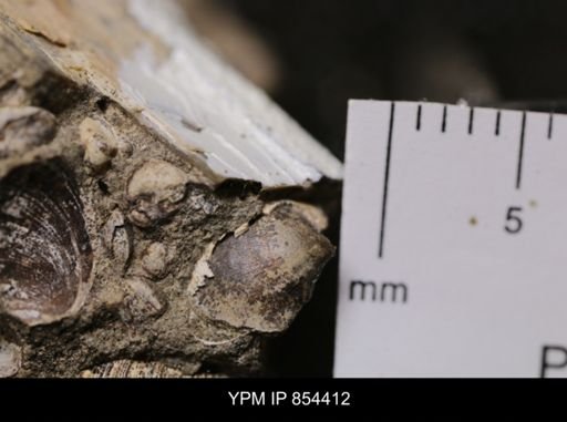 Protocardia sp.