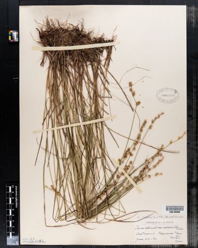 Carex echinata echinata