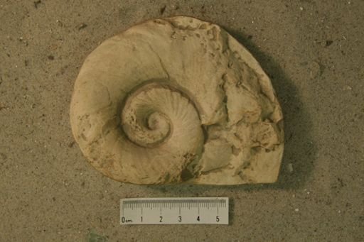 Eurystomites undatus