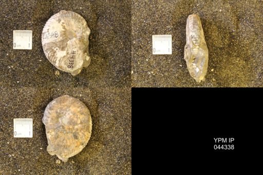 Hoploscaphites comprimus