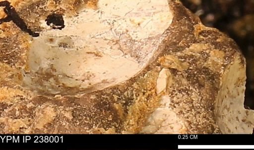 Protocardia subquadrata
