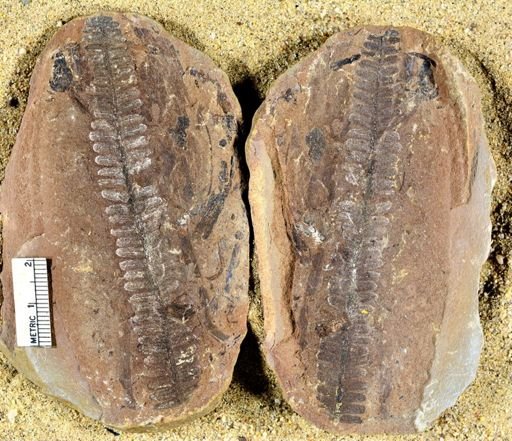 Pecopteris squamosa