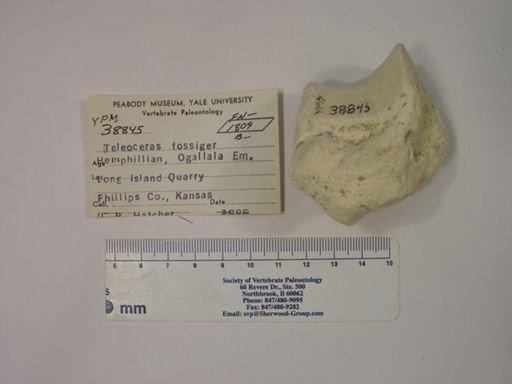 Teleoceras fossiger