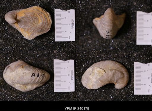 Gryphaea sp.