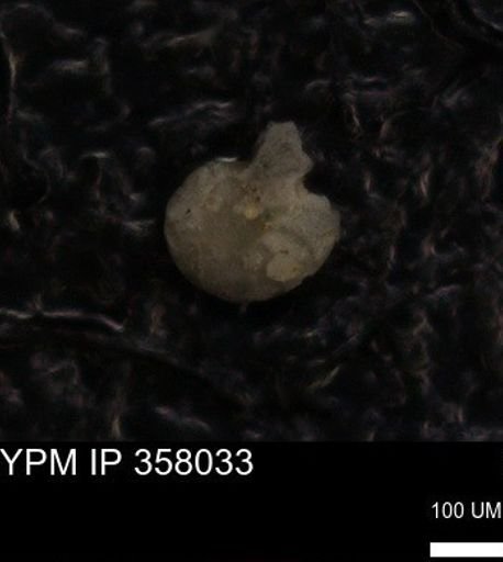 undet. Foraminiferida