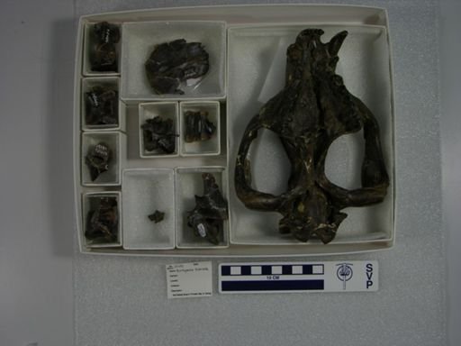 Borhyaena