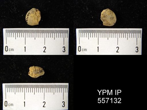 Rhipidomella emarginata