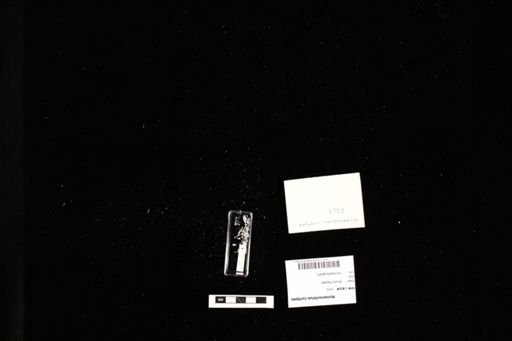 Hymenochirus curtipes