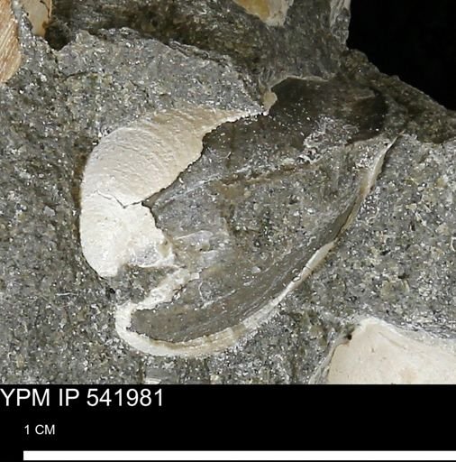 Protocardia?