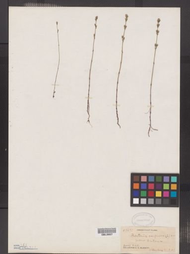 Bartonia virginica