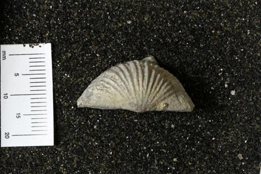Stropheodonta inflexa?