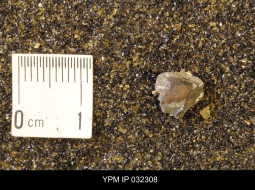 undet. Scaphitidae